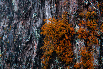 a wooden tree with textures and parasites that grow on it