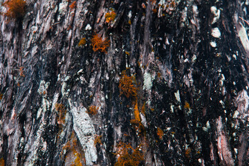 a wooden tree with textures and parasites that grow on it