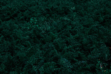 the texture of dense carrot leaves view from a carrot plantation