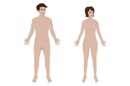 Human body of male and female vector