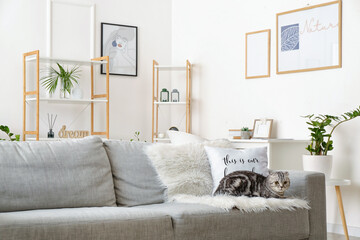 Interior of stylish living room with pictures and cute cat
