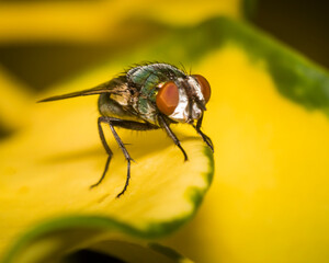 close up of a fly on a leaf