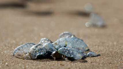 Bluebottles on the beach