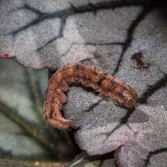 close up of a worm on a leaf