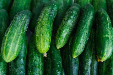 Background of green fresh cucumbers. Natural texture. Agricultural industry.