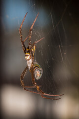 a close up of a spider in a web