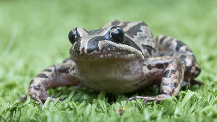 a frog sitting on the ground