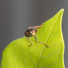 wasp perched on a leaf in the garden