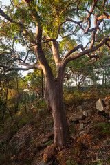 early light on a tree in the forest