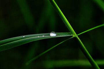 Close-up view of water drops on a grass blade