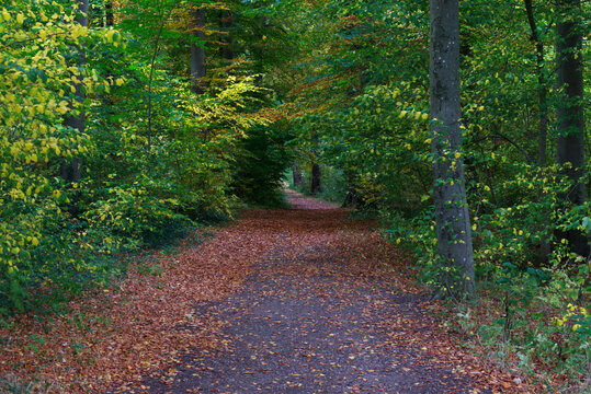 A grey forest way with fallen autumn leaves in brown, green and yellow with trees at the sides