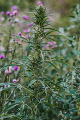 Ruderalis Weed