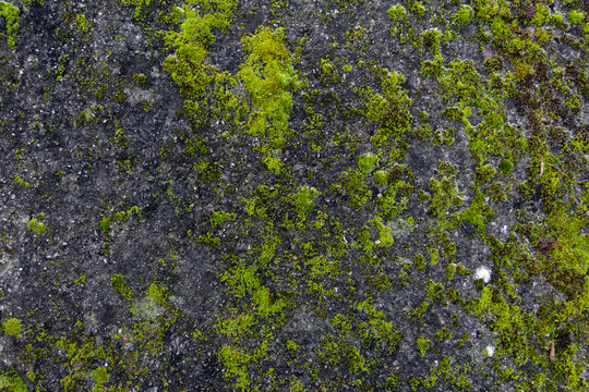Green moss texture on grey stone. Organic background.