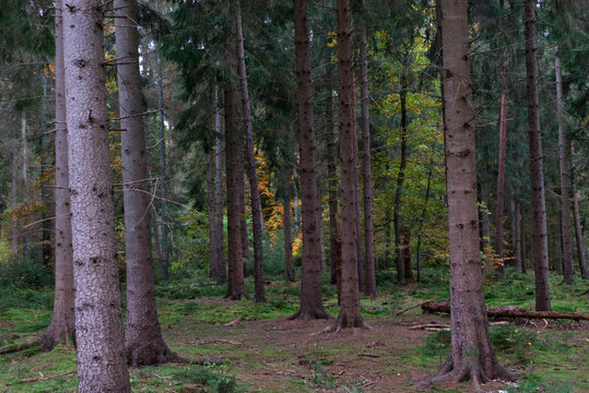 Fir wood trees in a row in a autumn wood with brown and green ground
