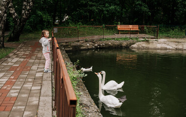 a little girl feeds swans by the pond