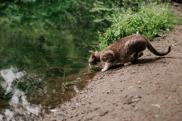 a gray cat drinks water at the edge of the pond