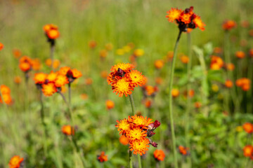 field of flowers