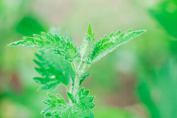 A leaf of fragrant lemon balm or mint on an indistinct background of foliage