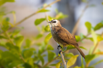 The Yellow-vented Bulbul (Pycnonotus goiavier) is a medium sized pale colored bird with an eye stripe, brown crest and a yellow vent.