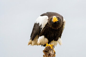 Steller's sea eagle sits on a stump against the background of blue sky. The bird of prey looks down