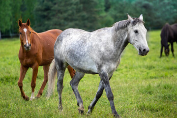 Young horses galloping in the summer meadow. Horses in nature. A white and bay horse