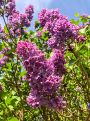 Common Lilac