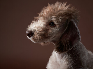 puppy Bedlington terrier. Charming pet in studio on a brown background. funny dog