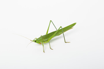 Side view of green grasshopper on isolated white backdrop.