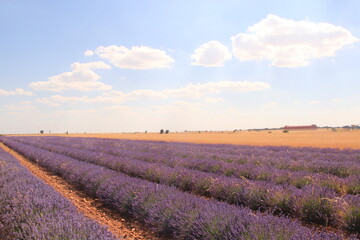 Fototapeta na wymiar lavender field in Brihuega town