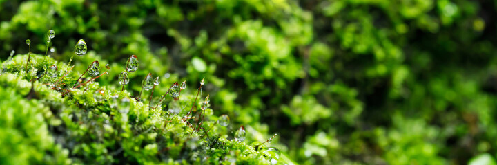 close up beautiful bright Green moss grown up and Drop of water cover the rough stones and on the floor in the forest. Show with macro view. Rocks full of the moss texture in nature for wallpaper. - Powered by Adobe