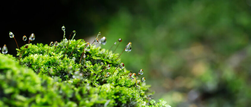 close up beautiful bright Green moss grown up and Drop of water cover the rough stones and on the floor in the forest. Show with macro view. Rocks full of the moss texture in nature for wallpaper.