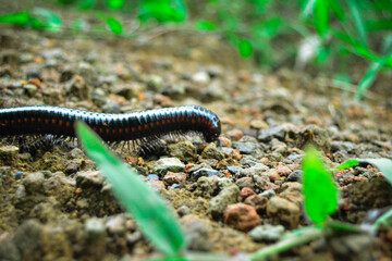 A centipede passing on a mountain hiking trail