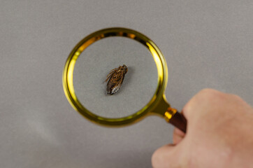 Concept pest control service. Brown dead cockroach on zooming by