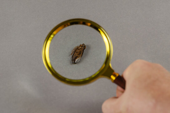 Concept pest control service. Brown dead cockroach on zooming by