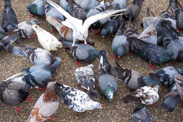 Crowd of pigeon on the walking street. Group of pigeons and doves fight over for food