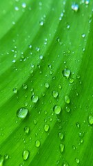 Close up of water droplets on green leaves
