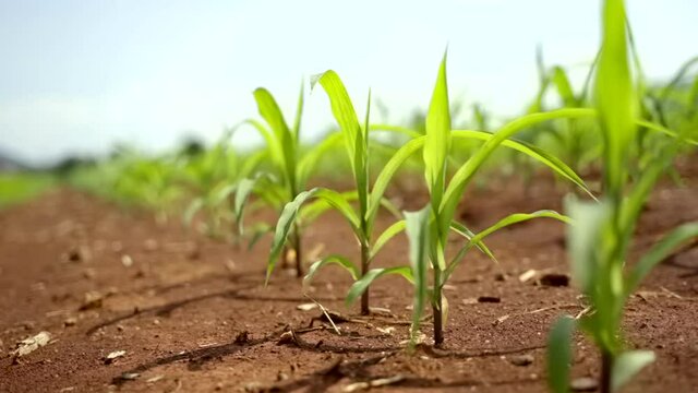 Maize seedling in the agricultural. Close up corn leaves sprouts in plantation field.Growing Young Green Corn.
