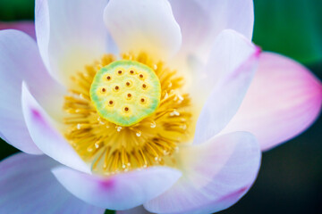 A closeup shot of a lotus flower blooming at the lake shore.