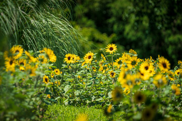 An early blooming variety of sunflower.