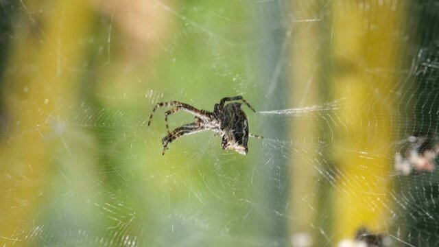 Spider insect macro view while hunting on his web in wild ecosystem,wildlife 