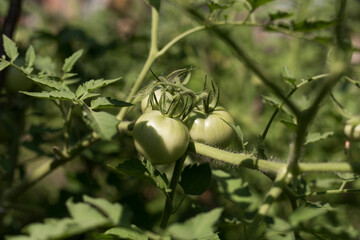 Closeup group of green tomatoes growing in greenhouse. Agriculture concept. Eco product