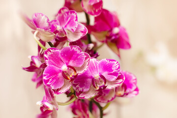 Branch of a blooming pink orchid at home.