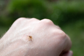 Obraz premium The Mosquito on a human hand