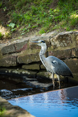 Graureiher steht in kleinem Bach
