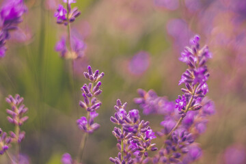 Homegrown violet vibrant lavender flowers in the morning light. Summer herbs for tea. Close up macro view. Lavender wallpaper with copy space. Color trend 2021.