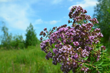 Oregano herb with small purple flowers.Origanum vulgare or wild marjoram. Selective focus.