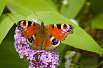 Tagpfauenauge auf Schmetterlingsflieder