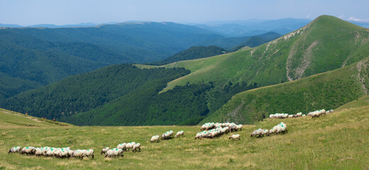 Fototapeta na wymiar Sheep on the top of Laarrau next to Mount Orhi, Navarra, Spain