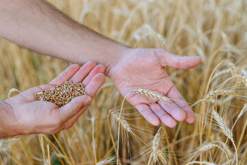 Male farmer hold wheat ear in one hand and wheat grains in other on background of field. Concept of ancient human rural activities and love for result of hard work
