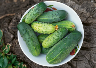 Bowl of freshly picked organic cucumbers. Top view. Summer harvest, home-grown fresh cucumbers. Eco-products, non-GMO, vegetable harvest